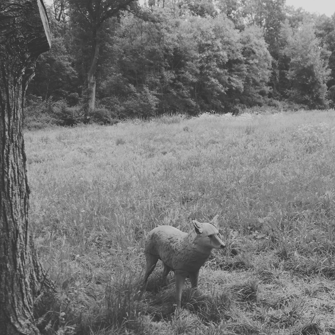 060118-not-a-fox-6tag