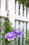 060718-clematis-Concord-MA