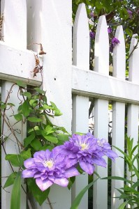060718-clematis-Concord-MA
