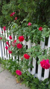 060718-roses-on-fence