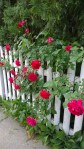 060718-roses-on-fence