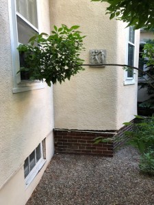 061418-curious-holly