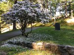 061418-mountain-laurel-leepy-Hollow