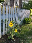 061418-sunflower-from-Allissa