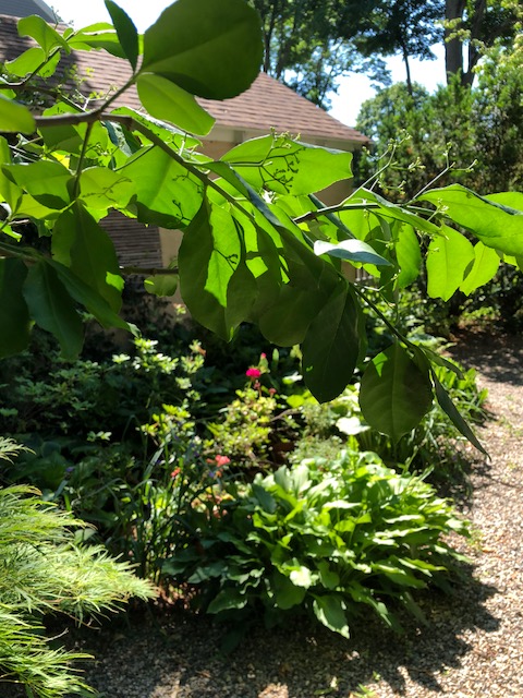 062118-light-shadow-leaves