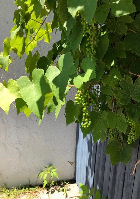 062618-let-there-be-grapes