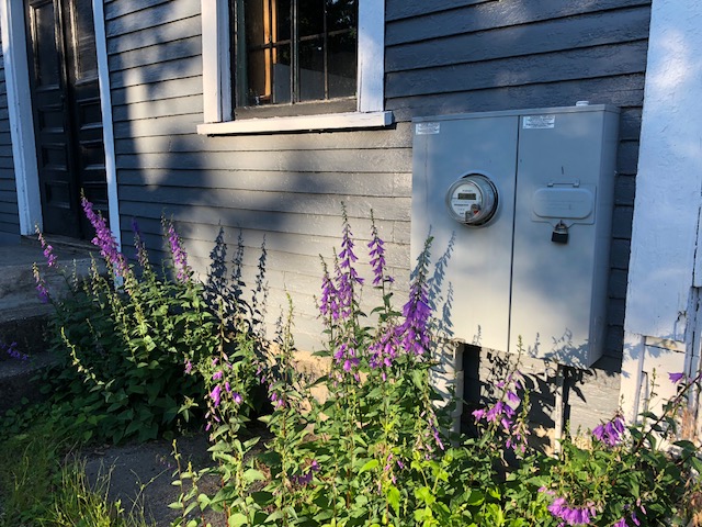 062618-weeds-and-morning-shadows