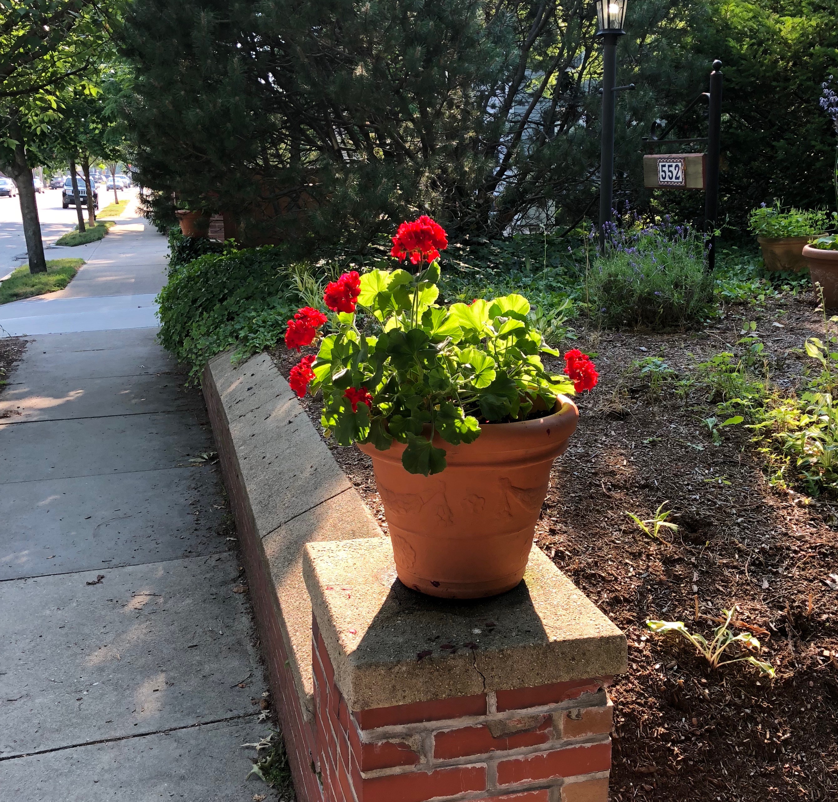 070218-geraniums-glow-at-eventide