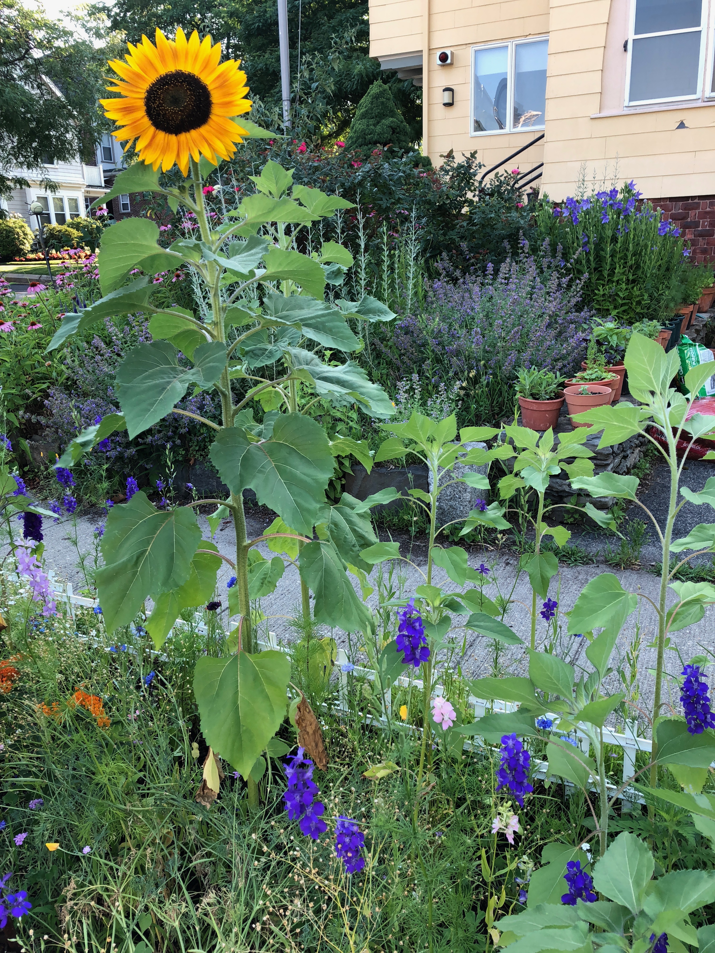 070218-sunflower-king