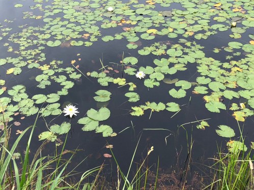 071518-water-lilies