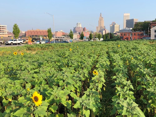 071618-sunflowers-improve-bad-soil