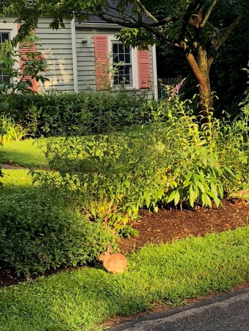 071818-bunny-in-yard