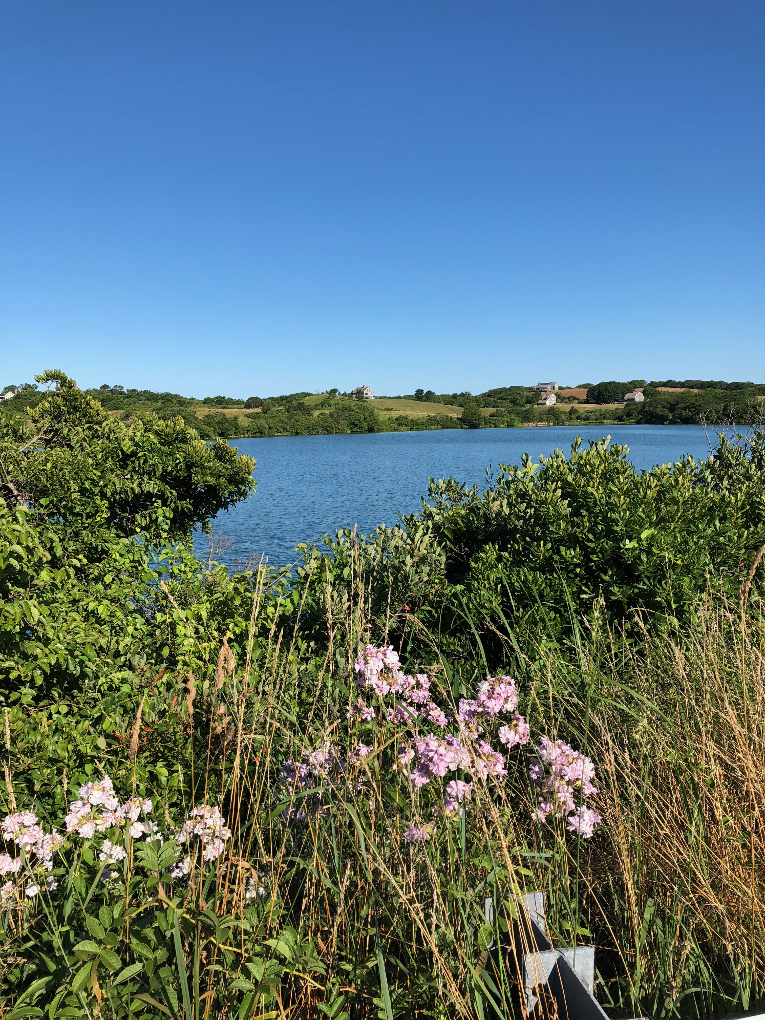 072018-Wild-Sweet-William-or-Bouncing-Bet