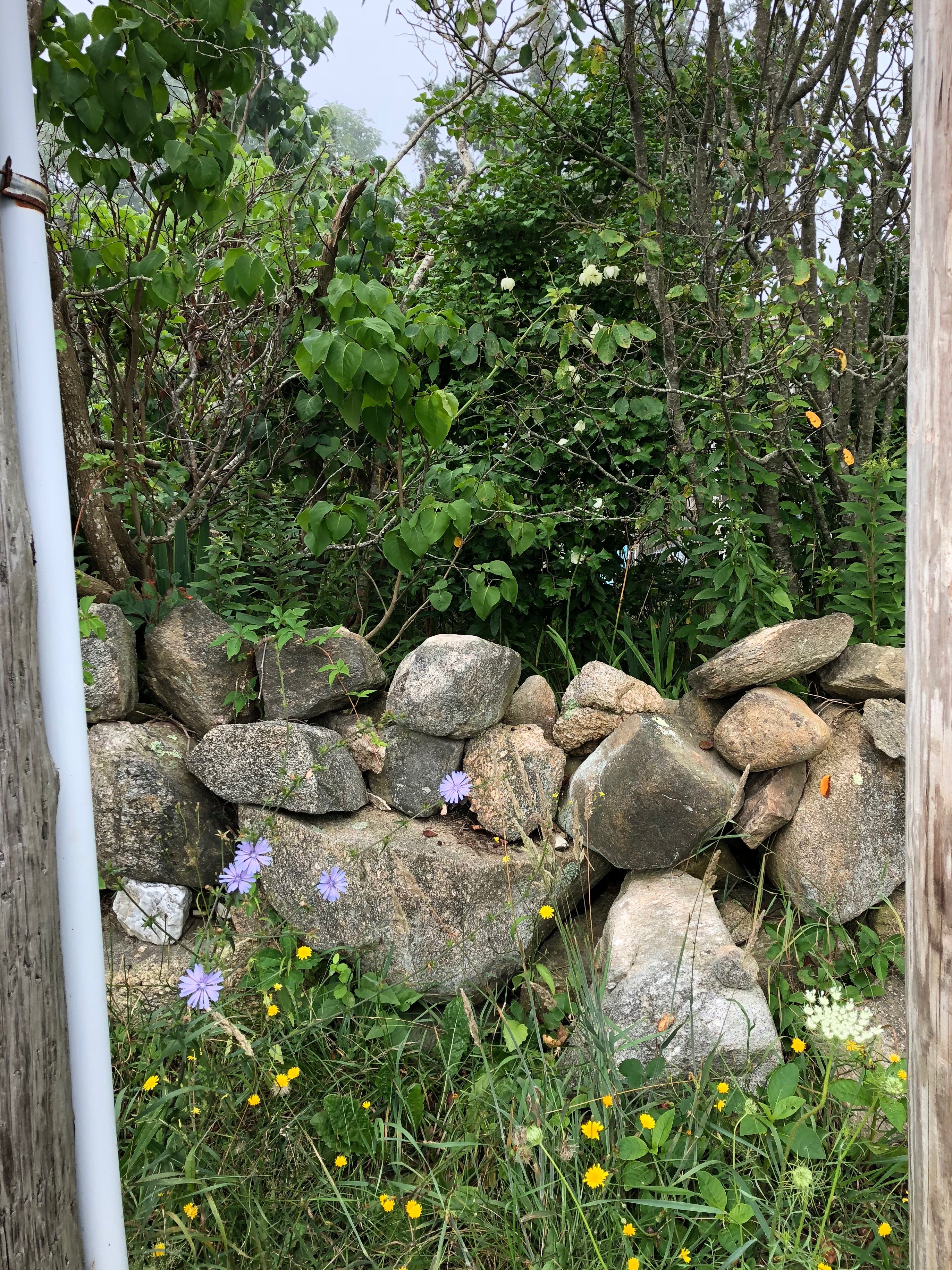 072718-framing-the-wildflowers