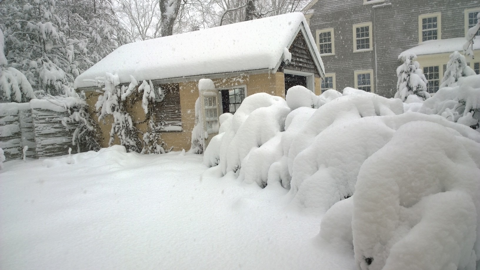 031318-tall-bushes-bent-over-2