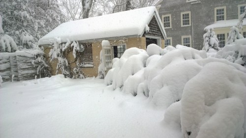 031318-tall-bushes-bent-over-2