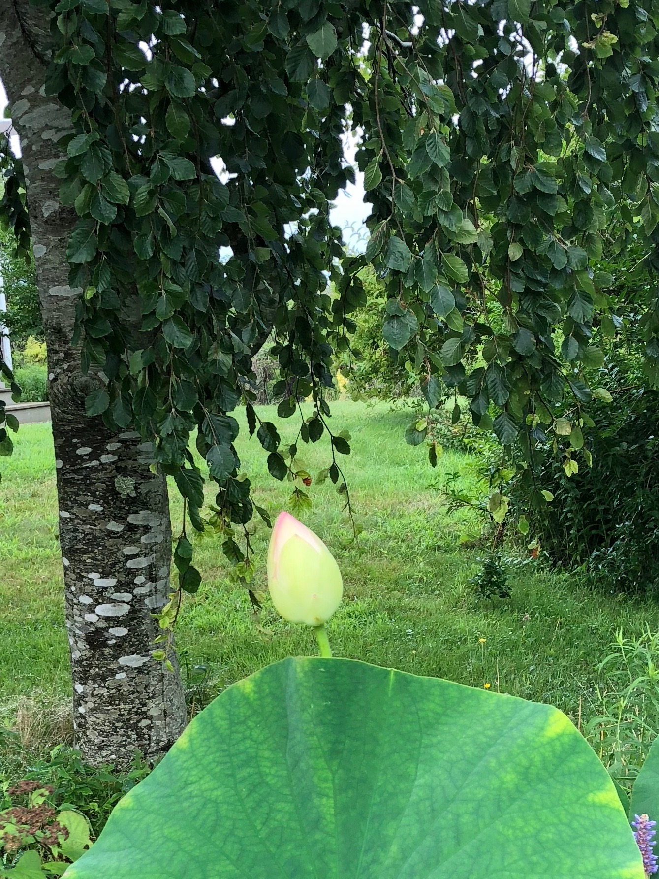 080118-pink-tip-of-lotus