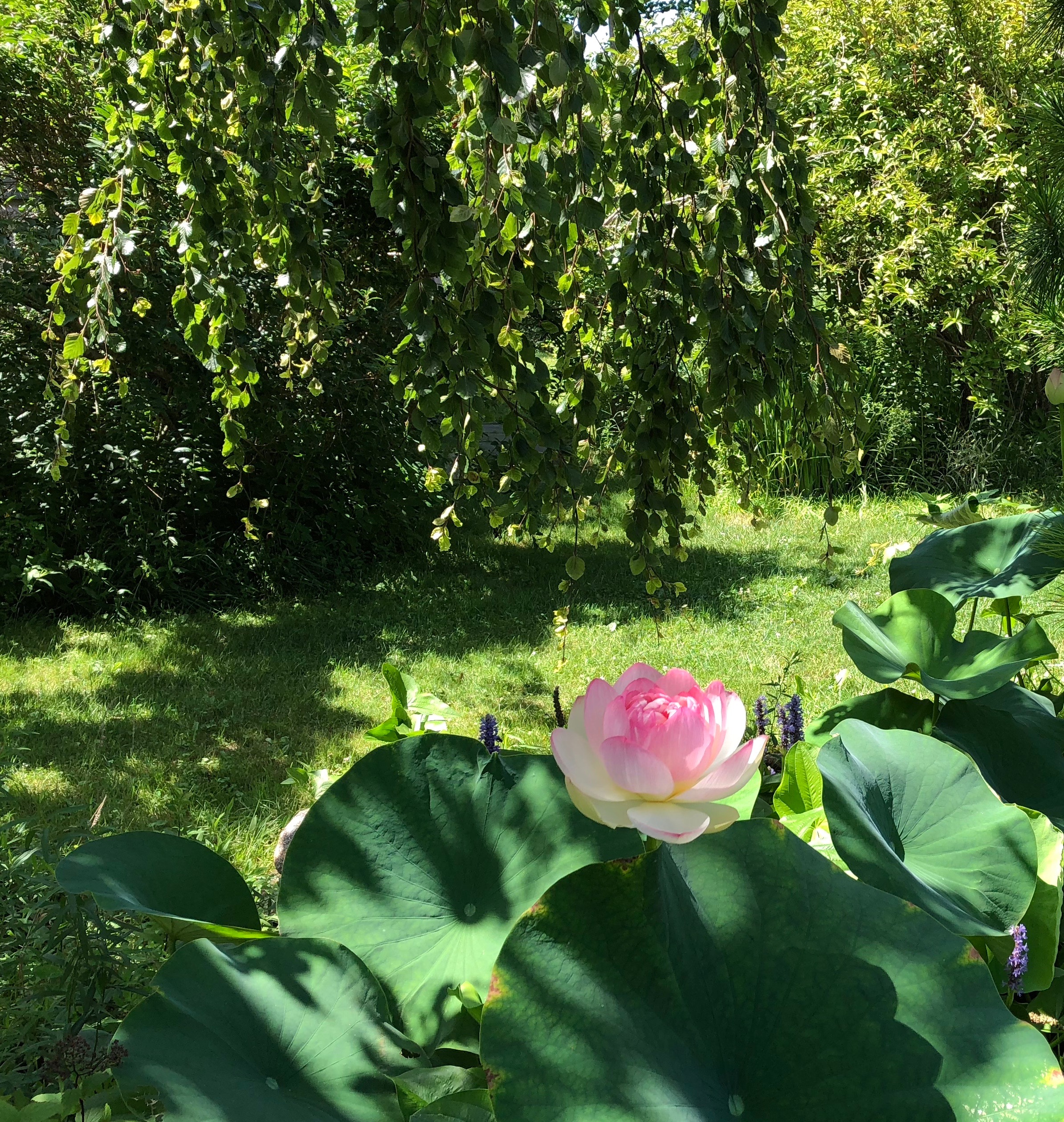 080318-lotus-Lakeside-Dr