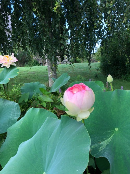 080418-ready-to-bloom