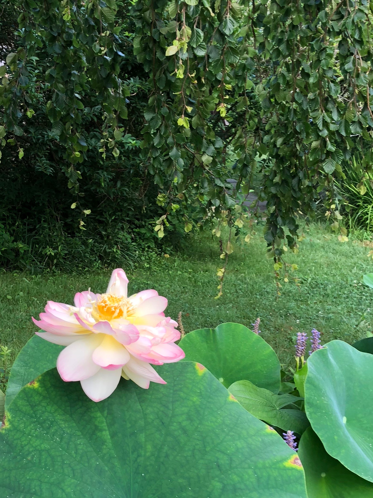 080418-windblown-lotus