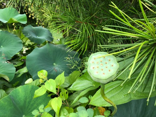 081118-lotus-loses-petals