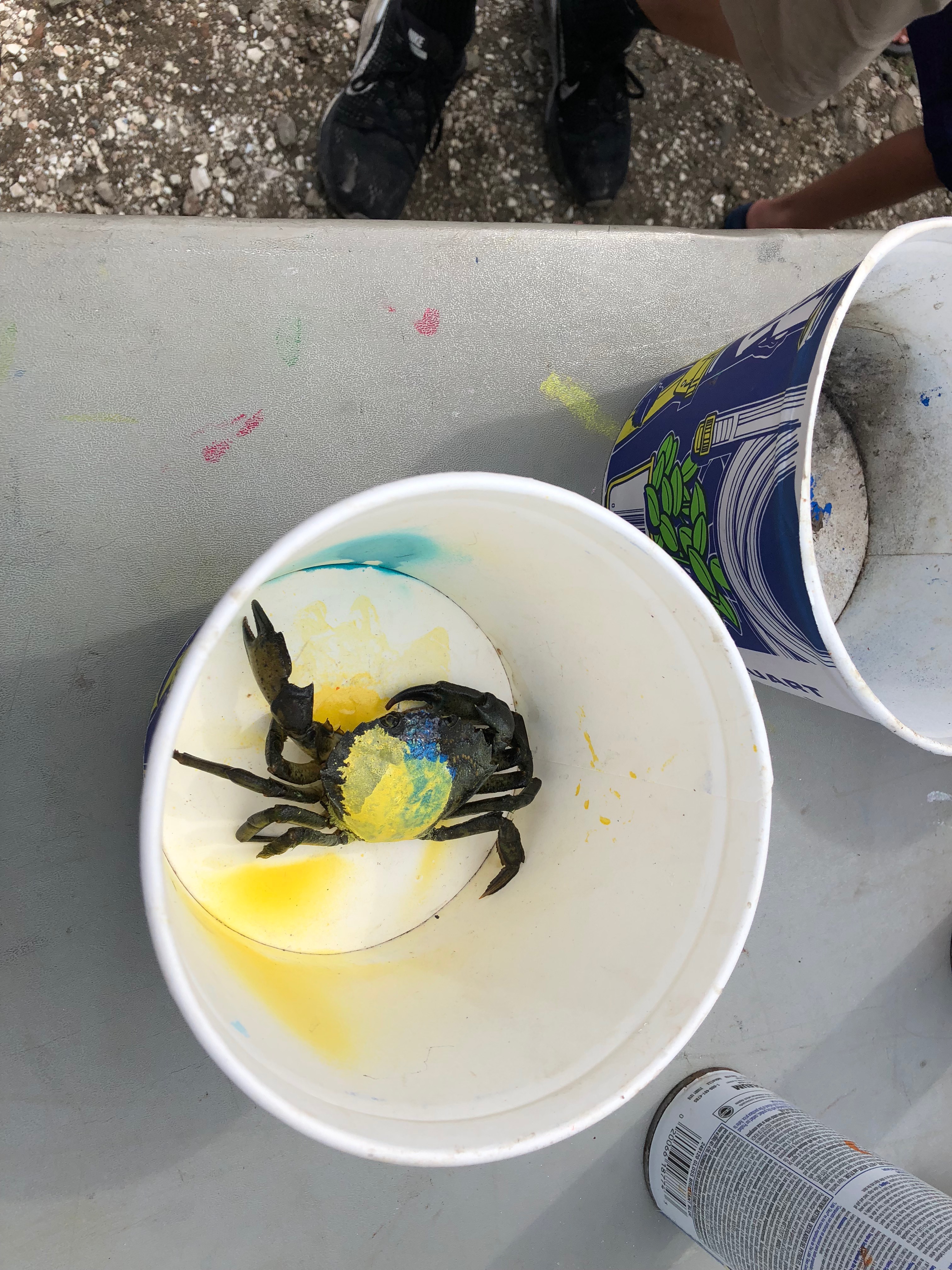 081218-bet-on-a-yellow-crab