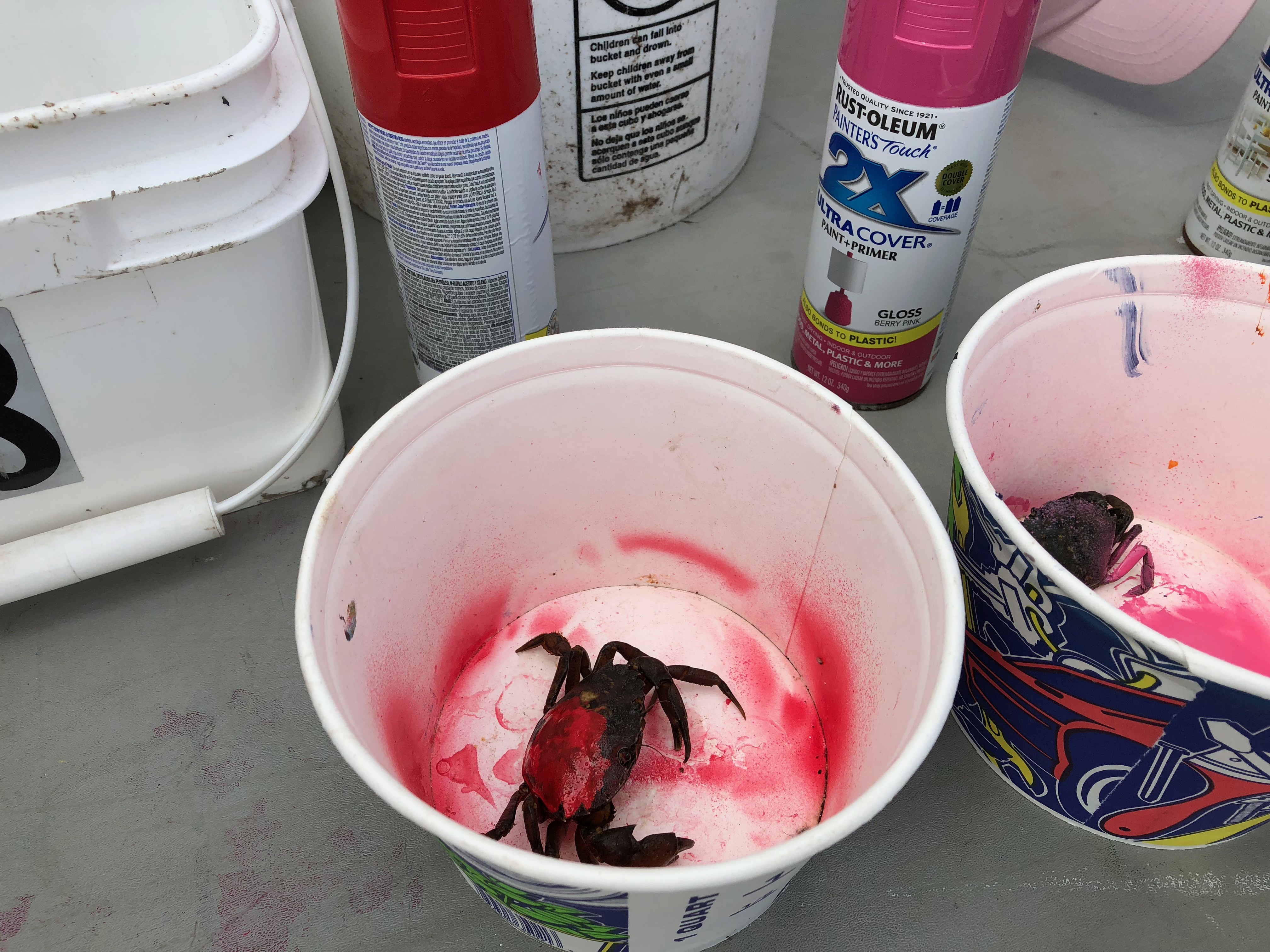 081218-red-crab-in-race