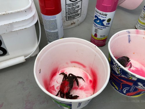 081218-red-crab-in-race