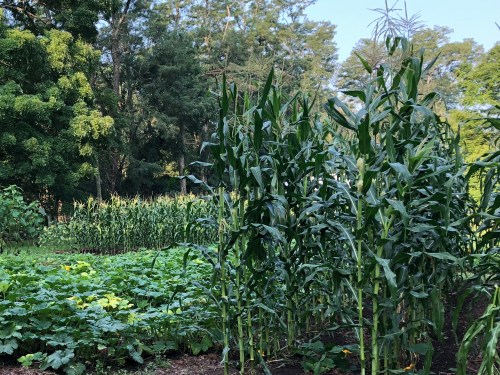 081618-high-as-elephant-eye-2