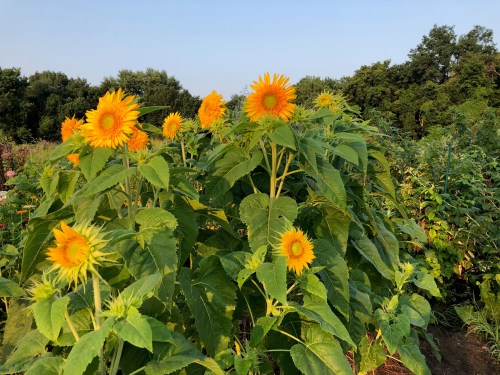 081718-turn-face-to-the-sun