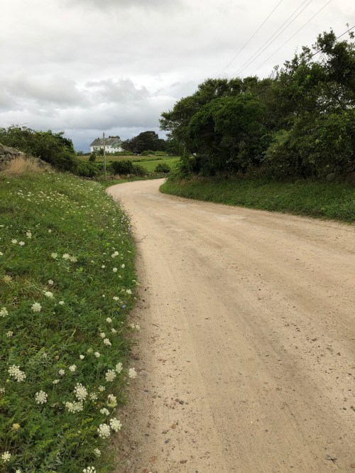 081918-Queen-Annes-Lace-BIRI