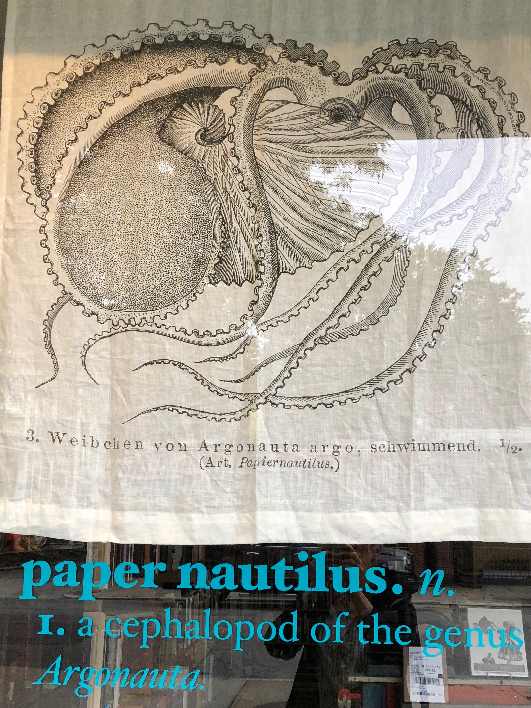 082018-Paper-Nautilus