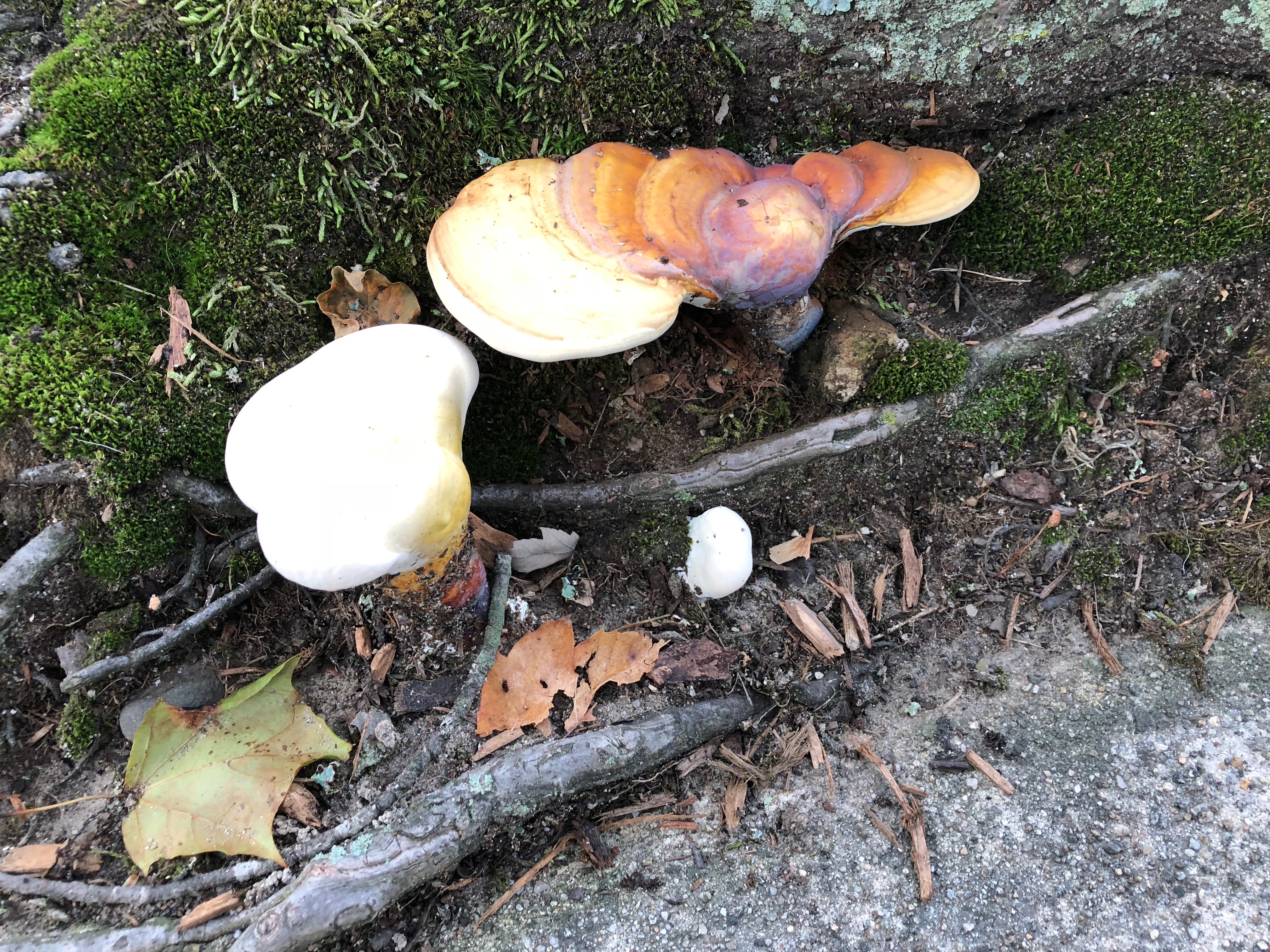 082118-fungus-amongus
