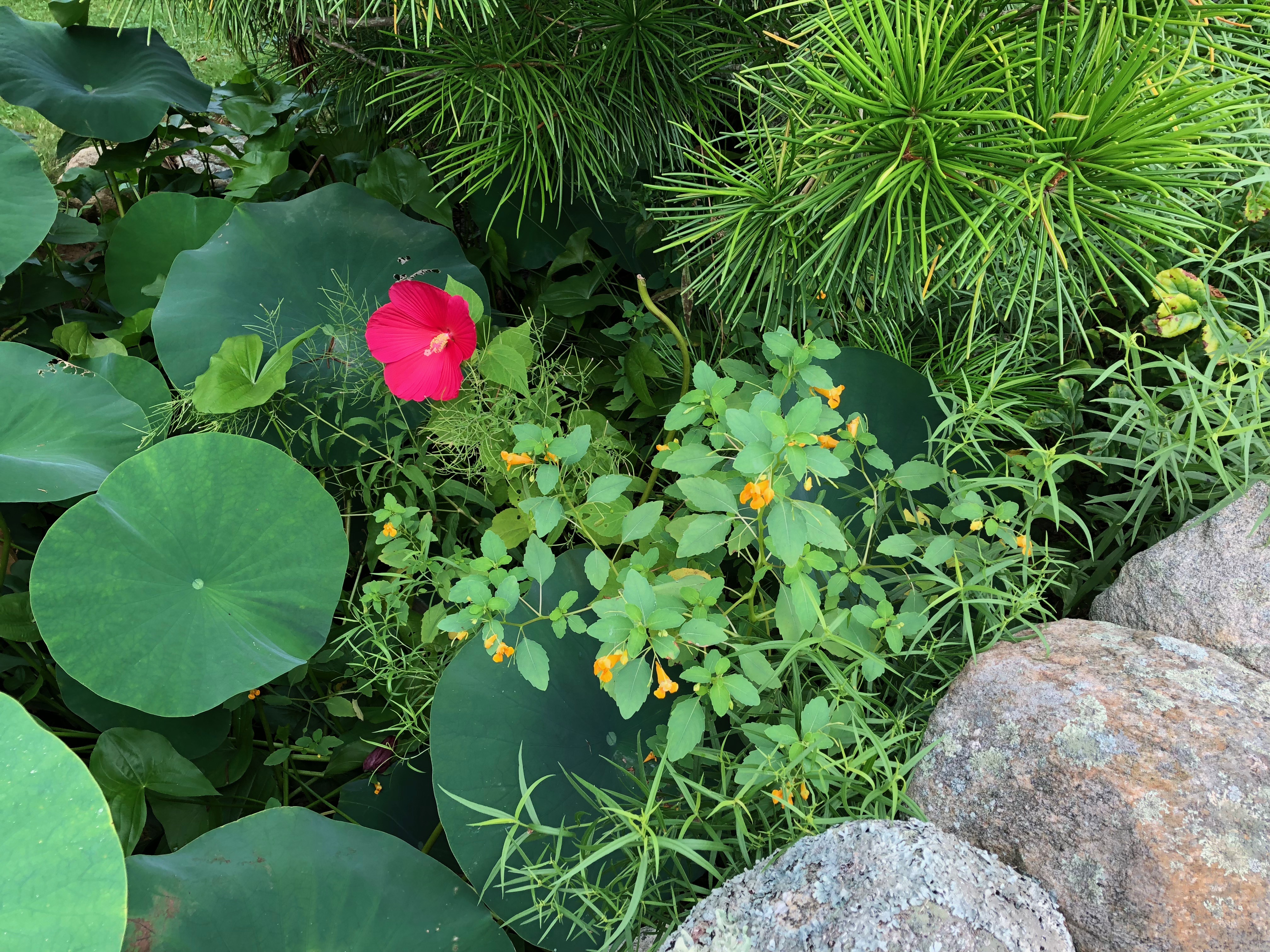 082318-hibiscus-I-believe