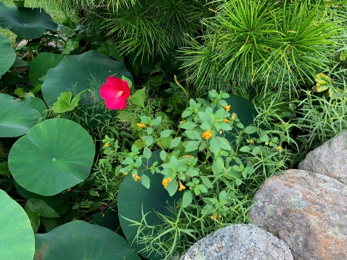 082318-hibiscus-I-believe