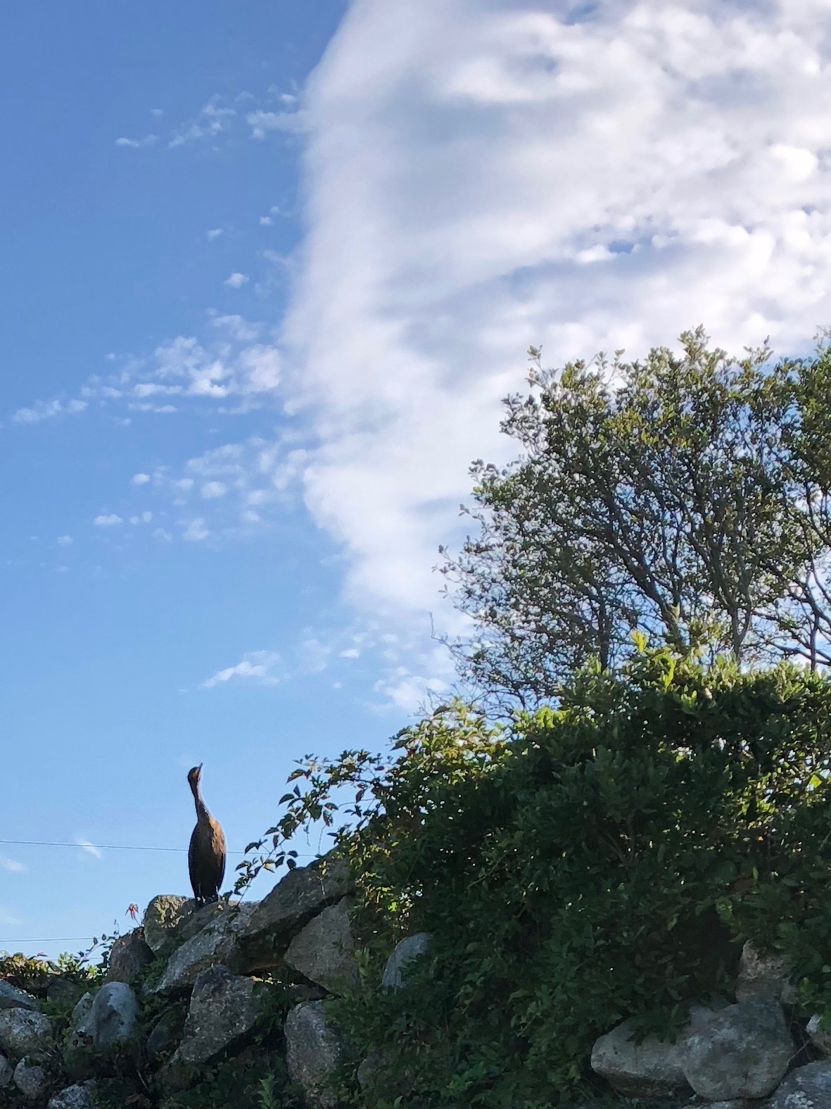 082618-cormorant-at-Manissean-cemetery