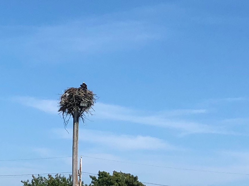 73118-osprey-Pt-Judith