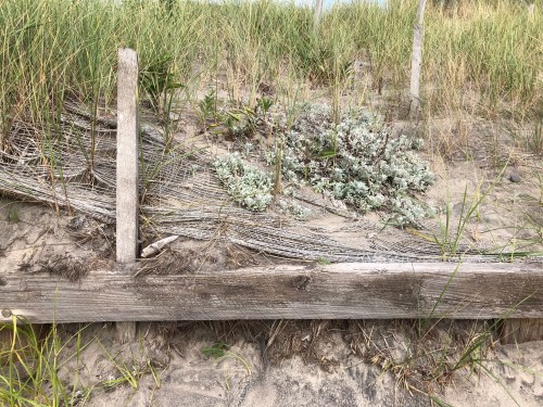 083118-dusty-miller-at-beach