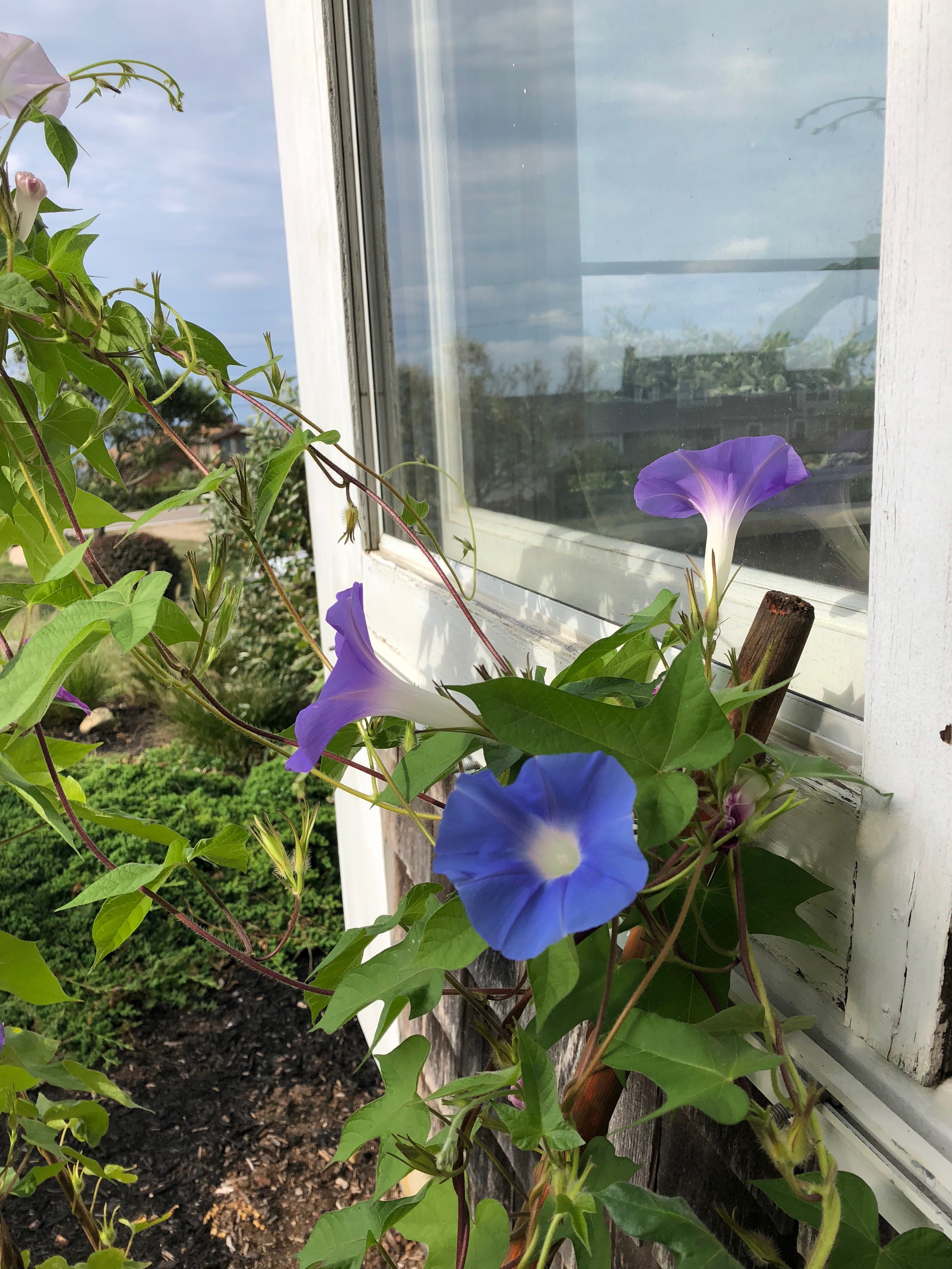 090118-morning-glories-New-Shoreham
