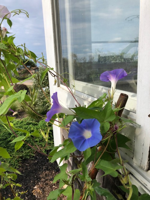 090118-morning-glories-New-Shoreham