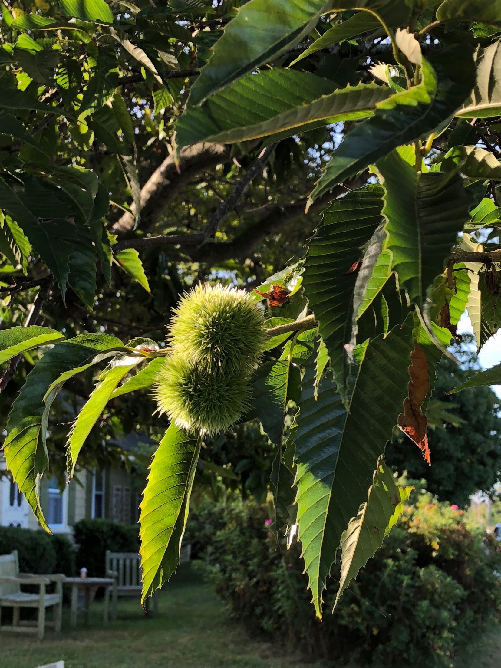 090218-fuzzy-horse-chestnut