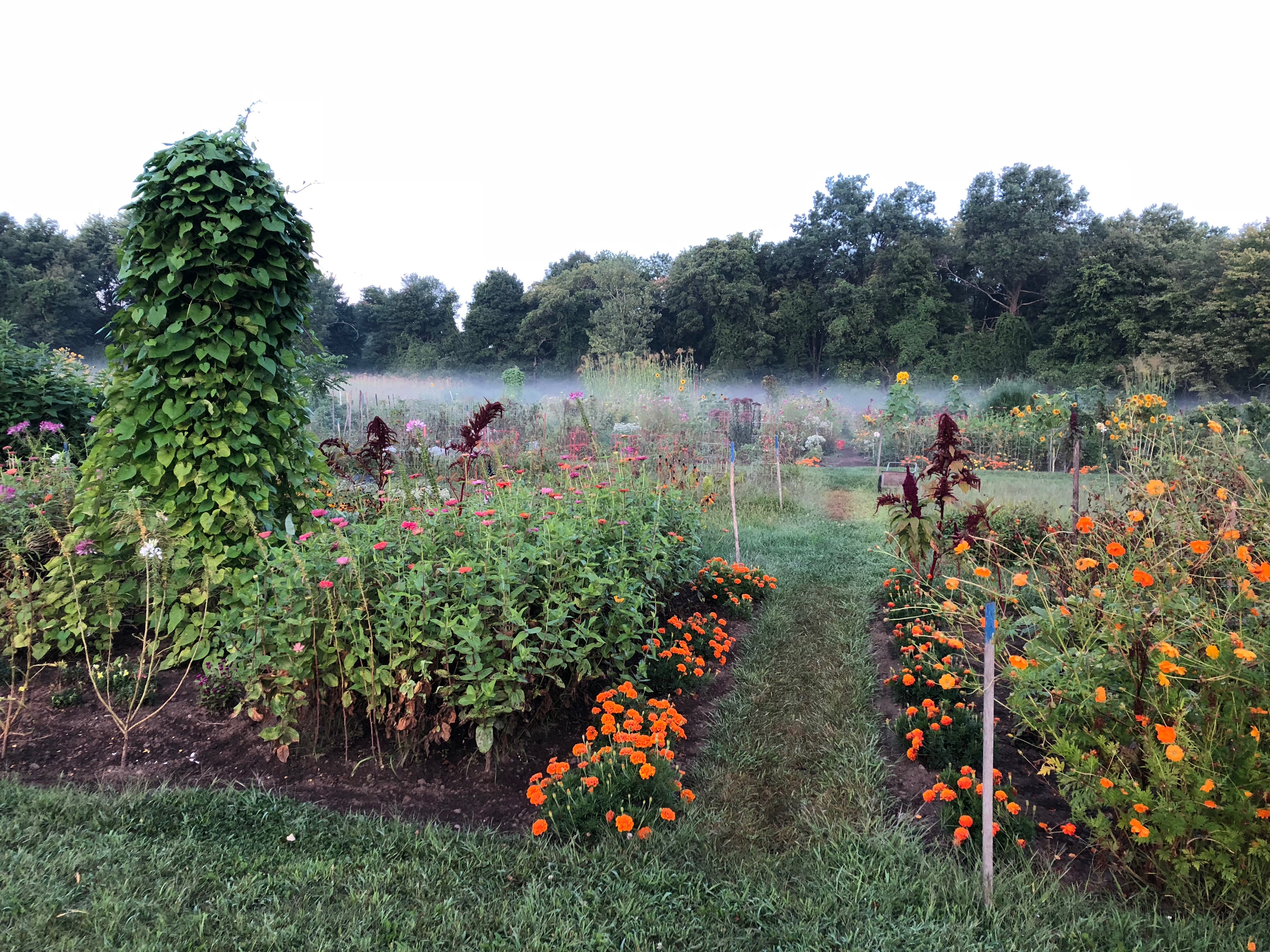 090418-mist-over-community-garden