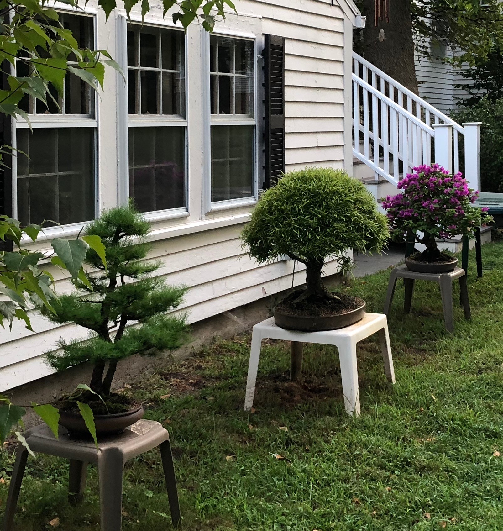 090418-the-Bonsai-master-excels