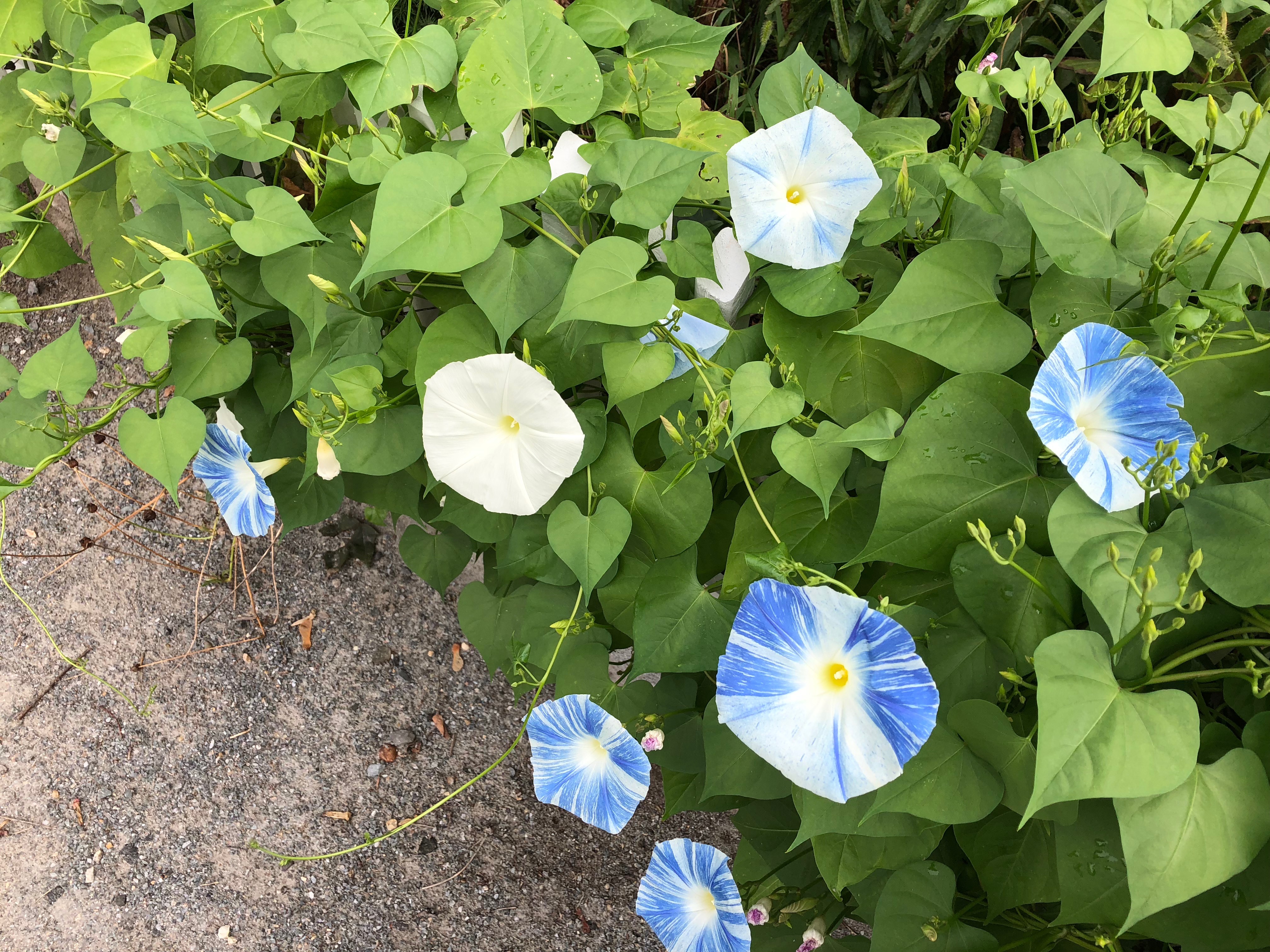 090718-multicolored-morning-glories