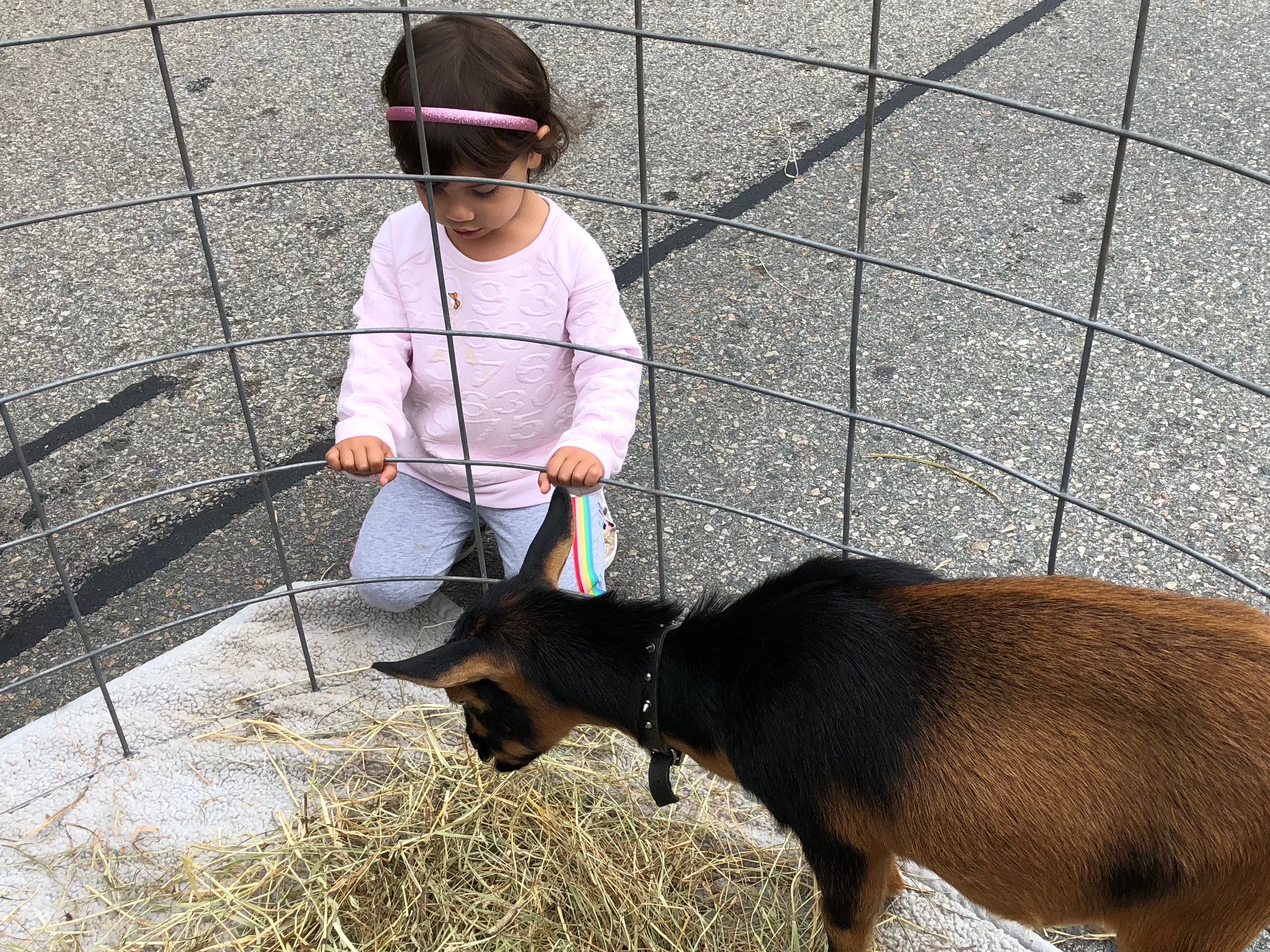 090818-girl-meets-goat