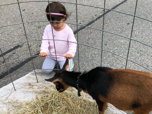 090818-girl-meets-goat