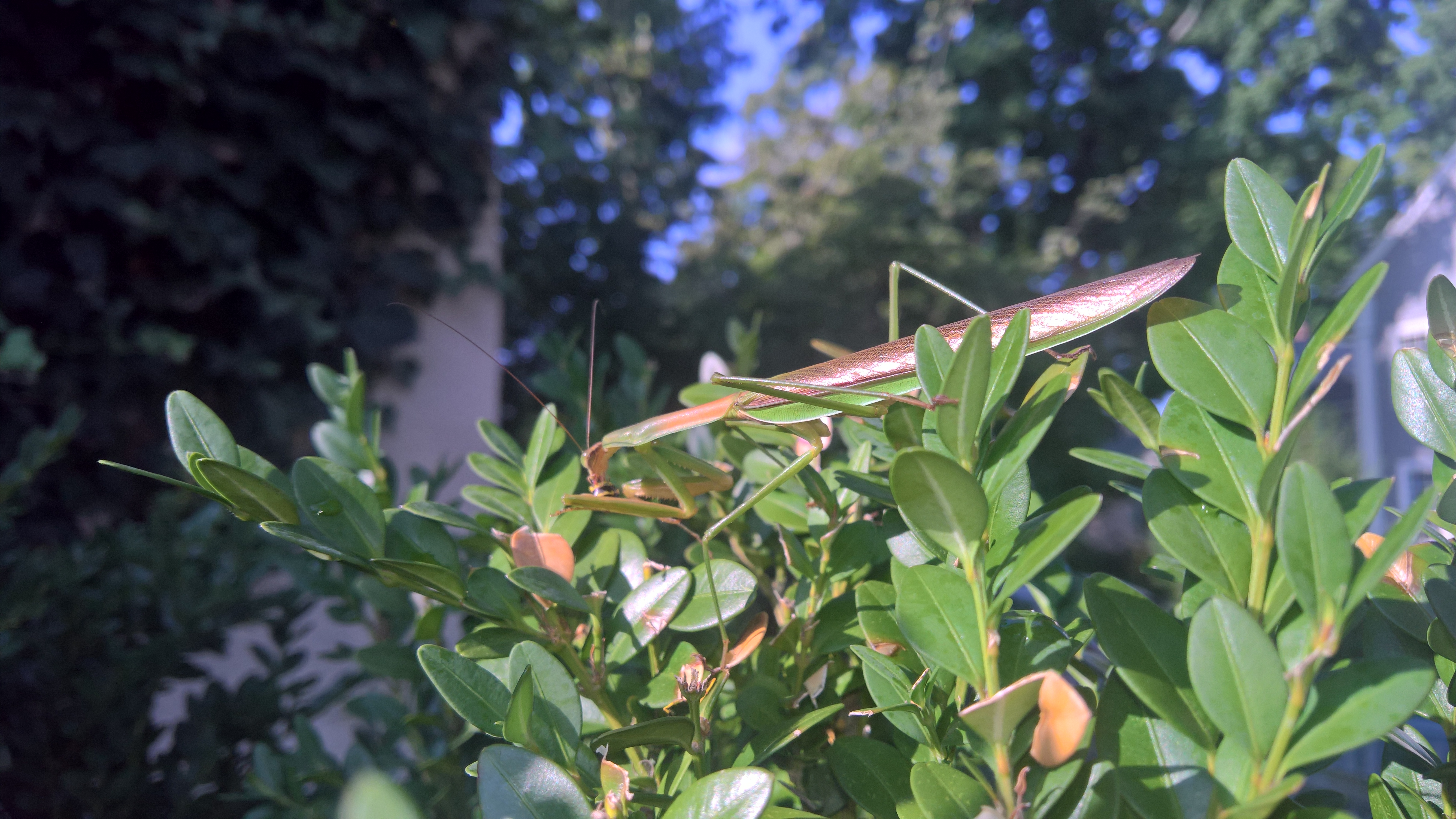 091118-praying-mantis-by-JRE-ConcordMA