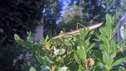 091118-praying-mantis-by-JRE-ConcordMA