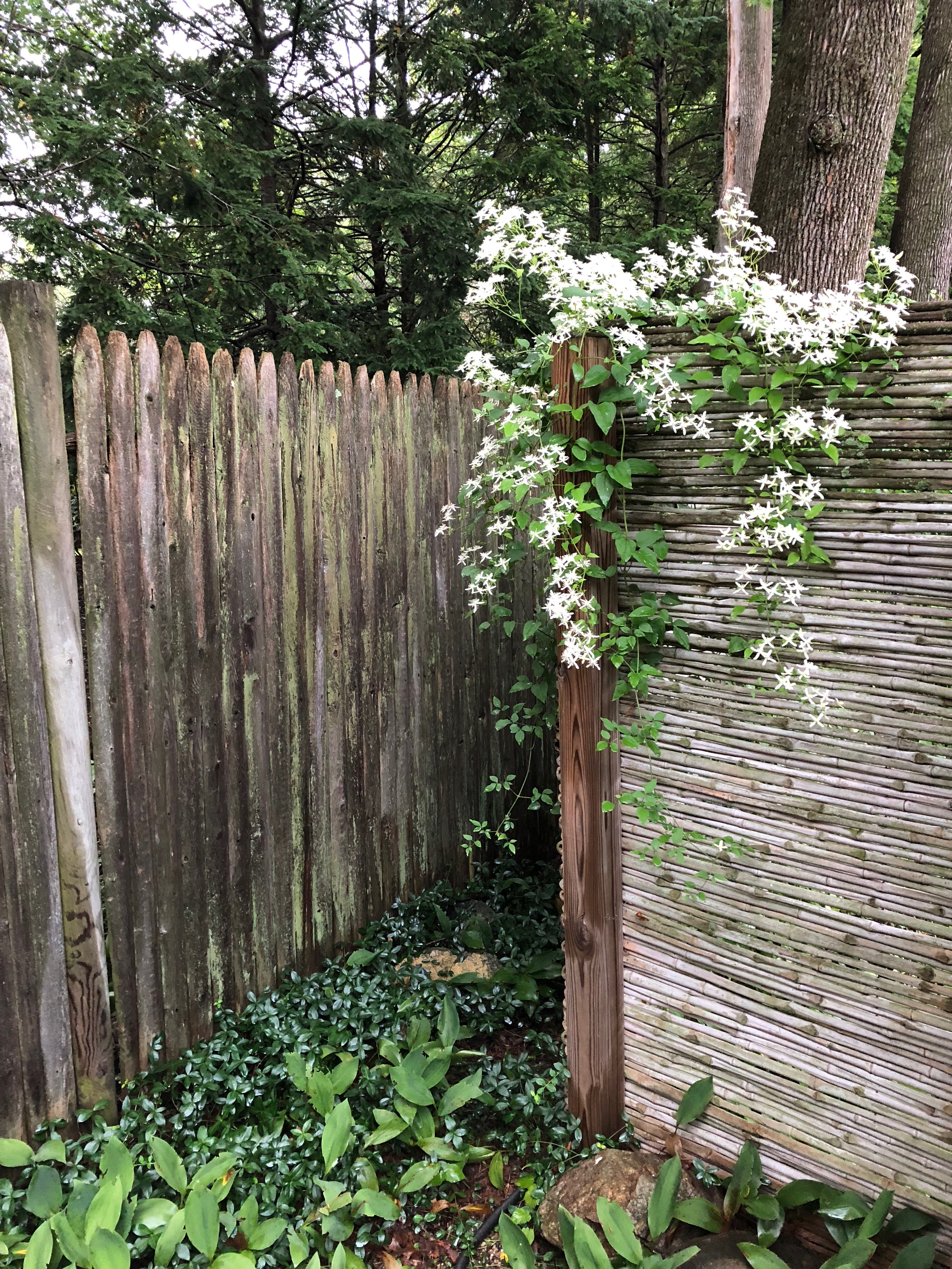 091218-star-clematis