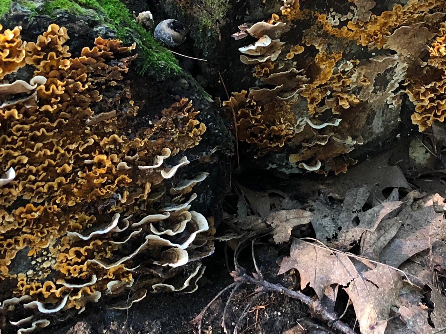 091618-fantastic-fungus